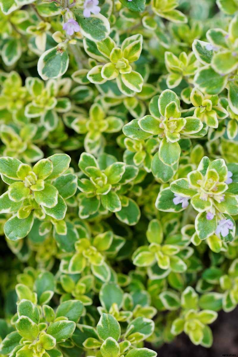 How to Plant and Grow Lemon Thyme