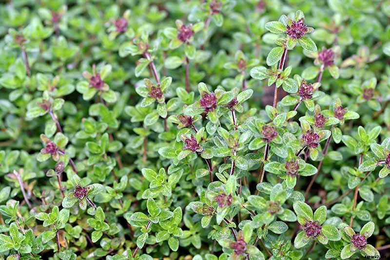 How to Plant and Grow Lemon Thyme