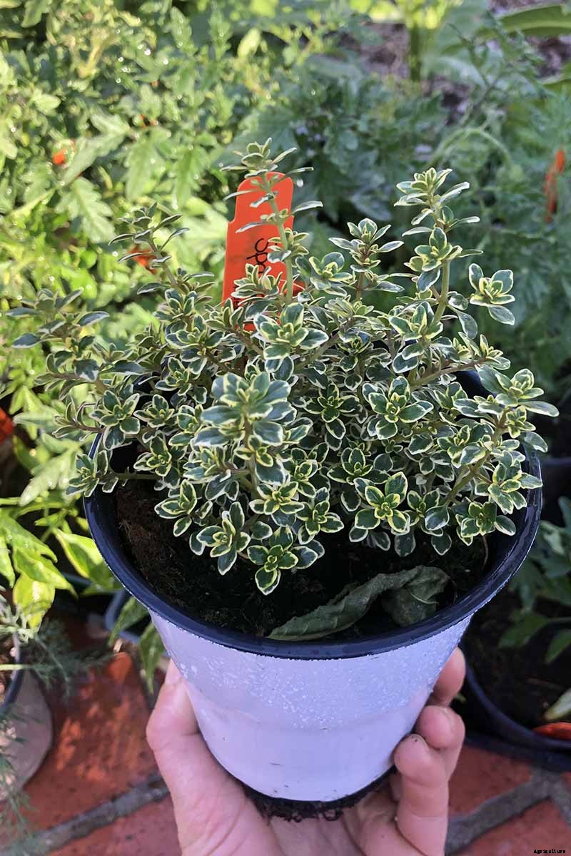 How to Plant and Grow Lemon Thyme