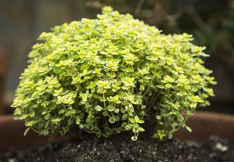 How to Plant and Grow Lemon Thyme