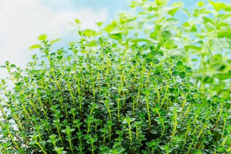 How to Plant and Grow Lemon Thyme