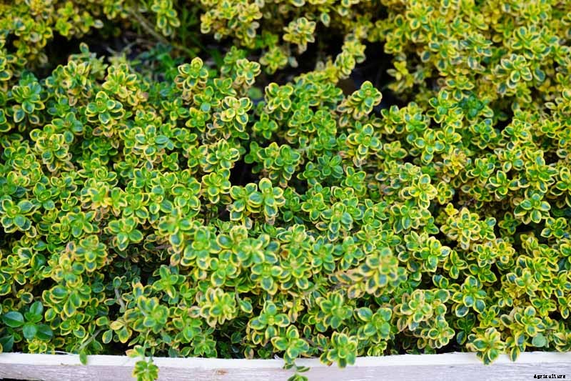 How to Plant and Grow Lemon Thyme