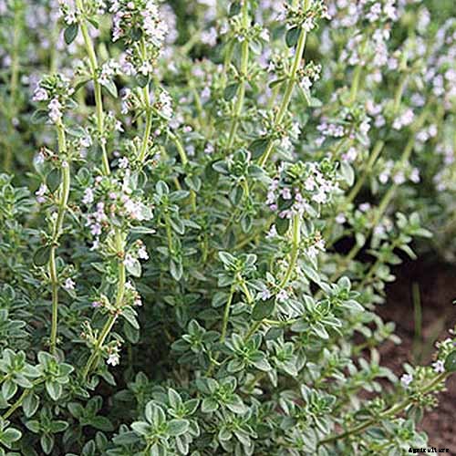How to Plant and Grow Lemon Thyme
