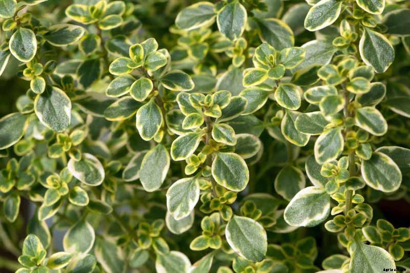How to Plant and Grow Lemon Thyme