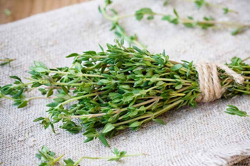 How to Plant and Grow Lemon Thyme