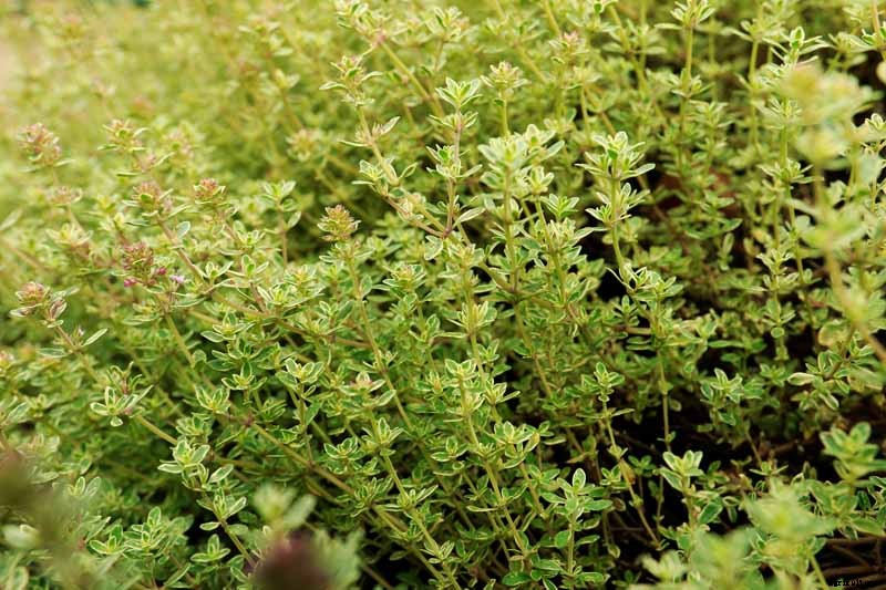 How to Plant and Grow Lemon Thyme