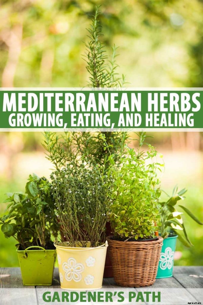 The Top 5 Mediterranean Herbs: Growing, Eating, and Healing