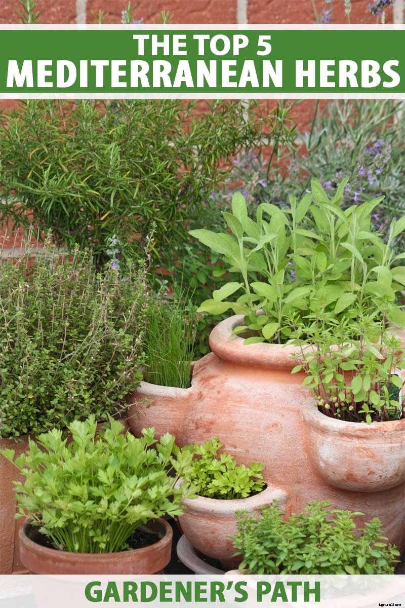The Top 5 Mediterranean Herbs: Growing, Eating, and Healing