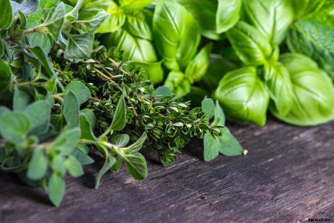 The Top 5 Mediterranean Herbs: Growing, Eating, and Healing