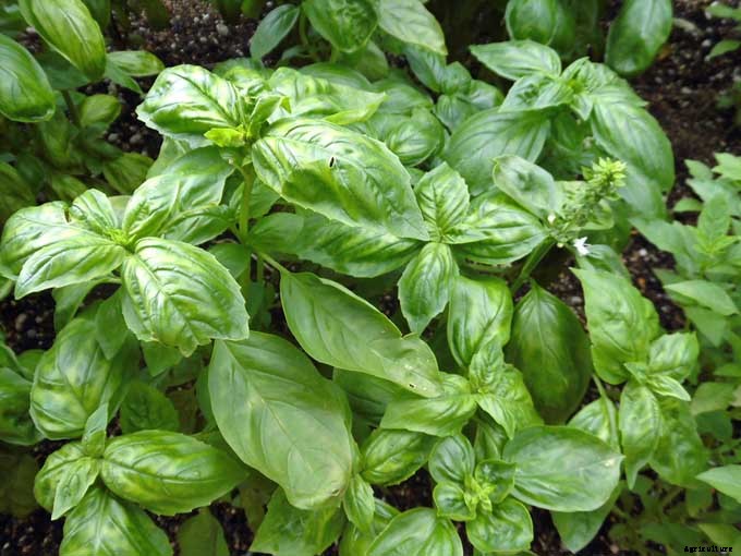 The Top 5 Mediterranean Herbs: Growing, Eating, and Healing
