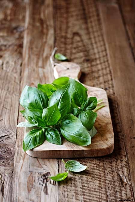 The Top 5 Mediterranean Herbs: Growing, Eating, and Healing