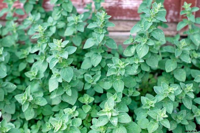 The Top 5 Mediterranean Herbs: Growing, Eating, and Healing