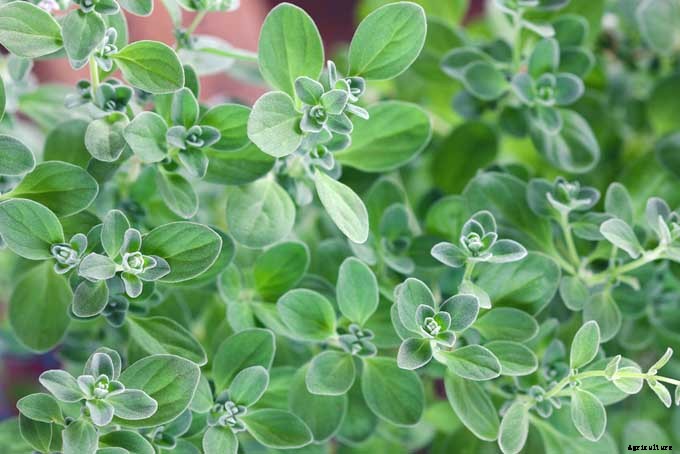 The Top 5 Mediterranean Herbs: Growing, Eating, and Healing