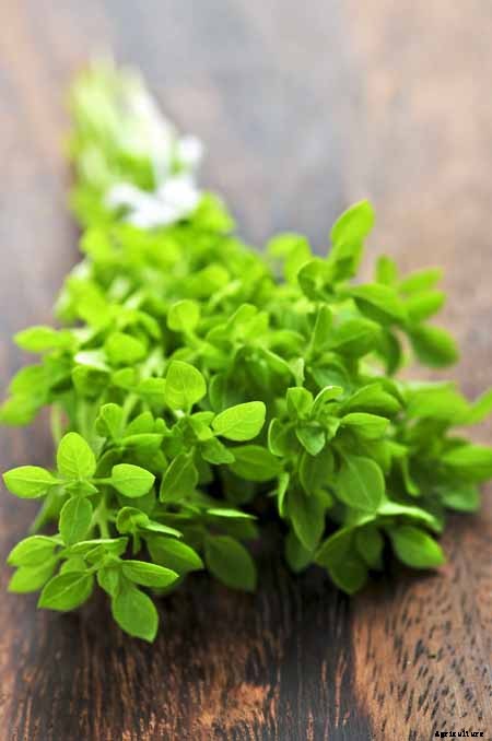 The Top 5 Mediterranean Herbs: Growing, Eating, and Healing