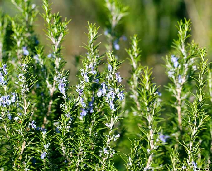 The Top 5 Mediterranean Herbs: Growing, Eating, and Healing