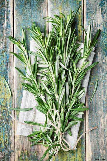 The Top 5 Mediterranean Herbs: Growing, Eating, and Healing