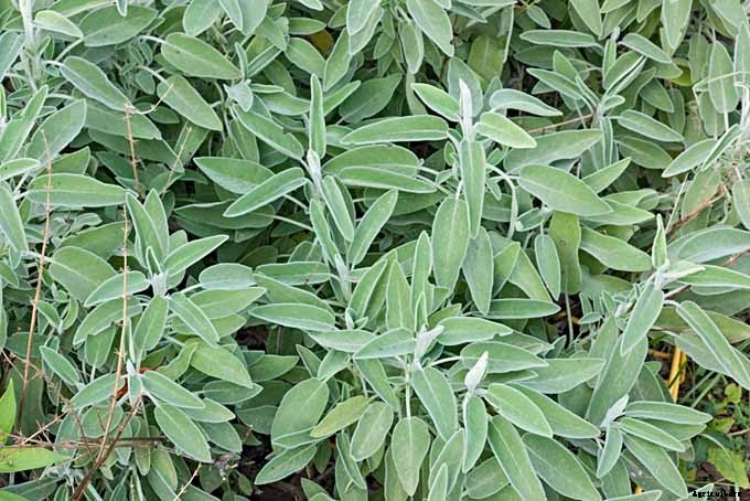 The Top 5 Mediterranean Herbs: Growing, Eating, and Healing