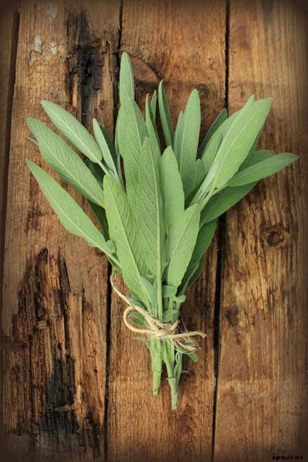 The Top 5 Mediterranean Herbs: Growing, Eating, and Healing