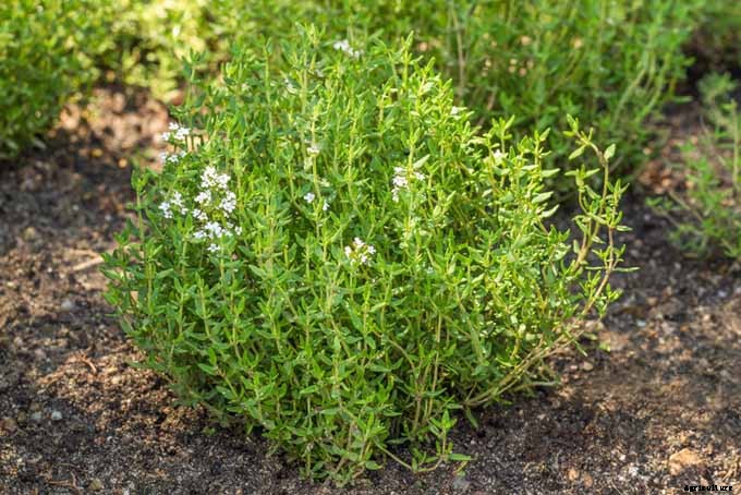 The Top 5 Mediterranean Herbs: Growing, Eating, and Healing