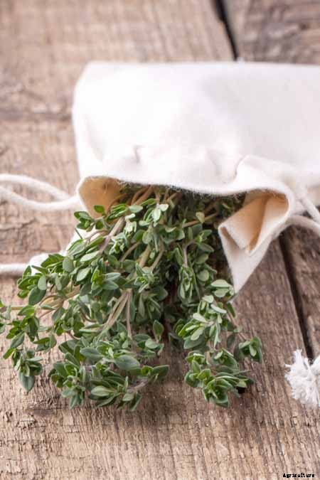 The Top 5 Mediterranean Herbs: Growing, Eating, and Healing
