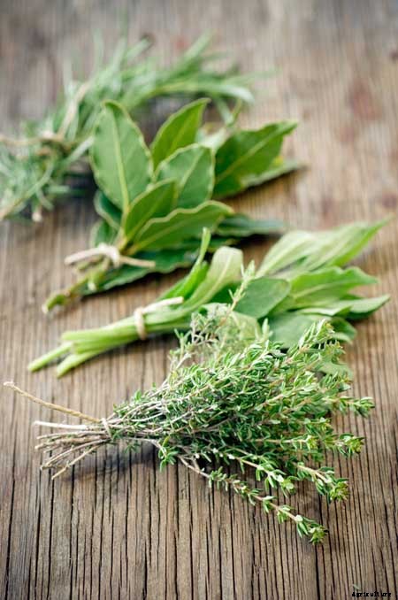 The Top 5 Mediterranean Herbs: Growing, Eating, and Healing