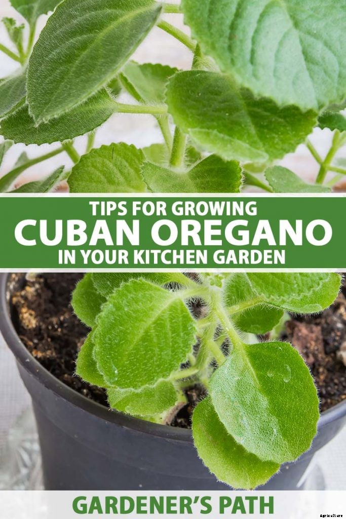 Tips for Growing Cuban Oregano in Your Indoor Kitchen Garden