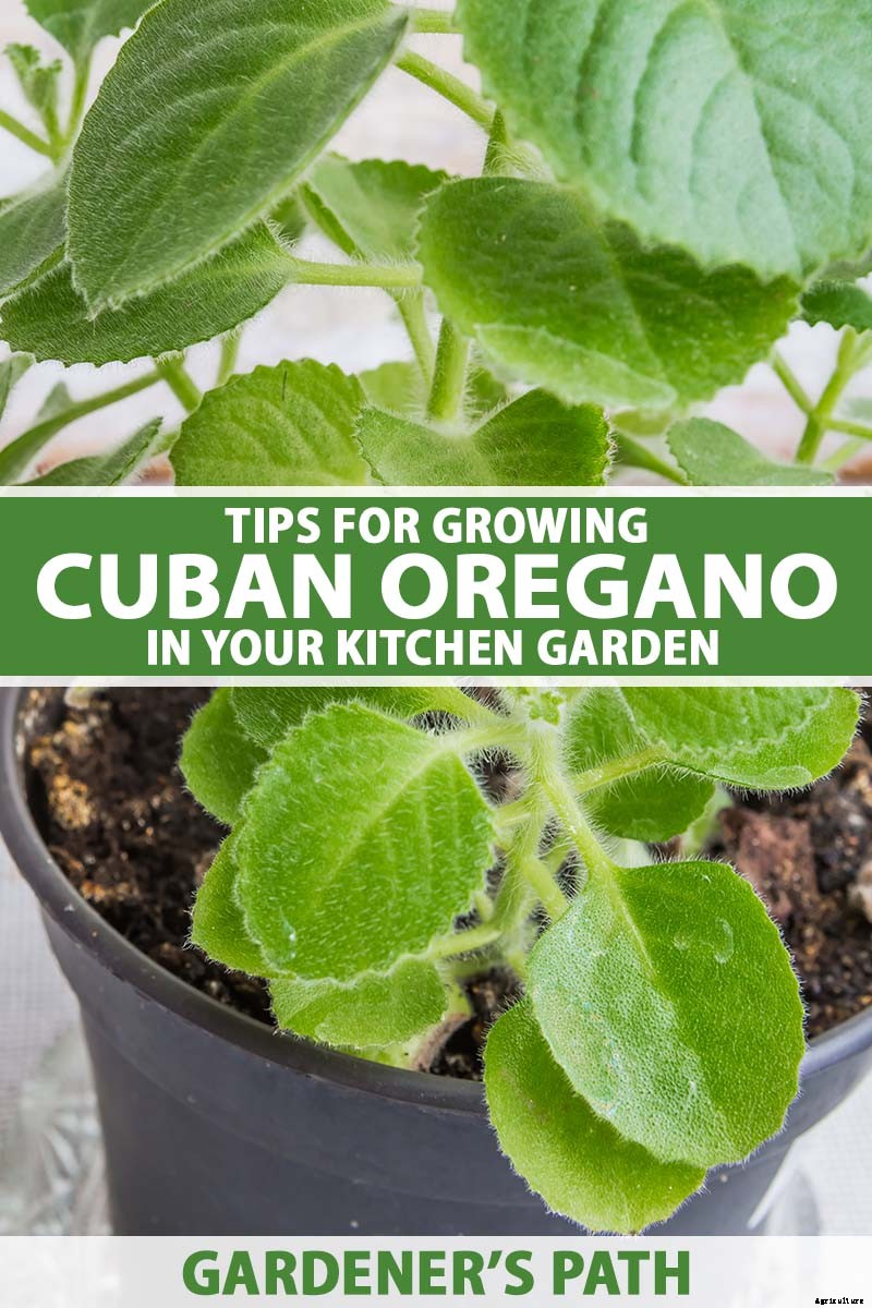 Tips for Growing Cuban Oregano in Your Indoor Kitchen Garden