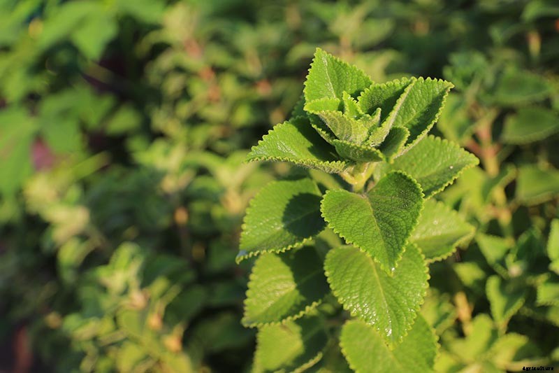 Tips for Growing Cuban Oregano in Your Indoor Kitchen Garden