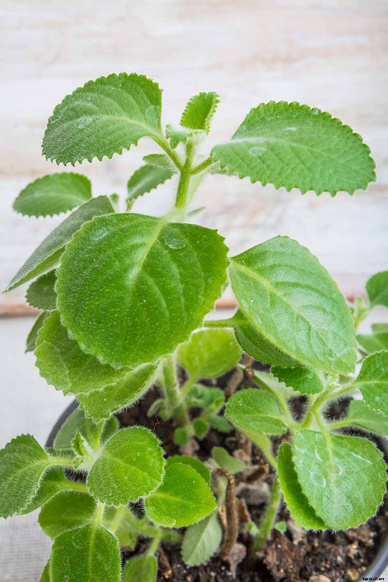 Tips for Growing Cuban Oregano in Your Indoor Kitchen Garden