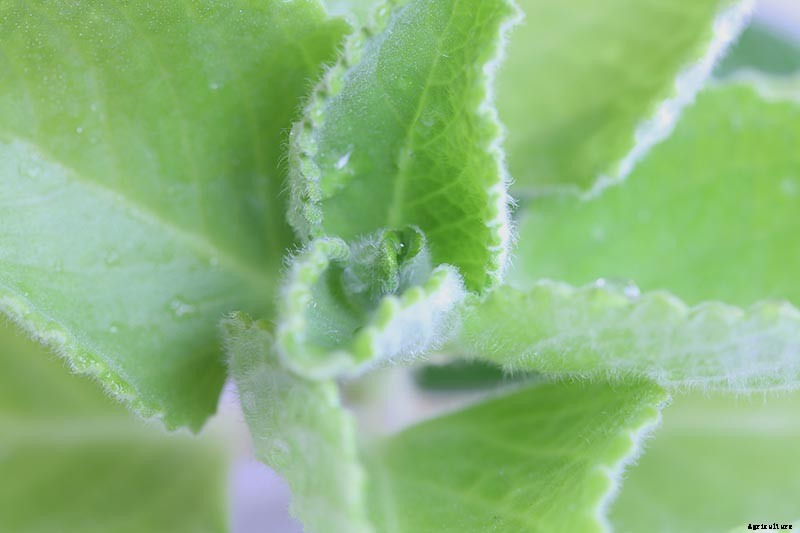 Tips for Growing Cuban Oregano in Your Indoor Kitchen Garden