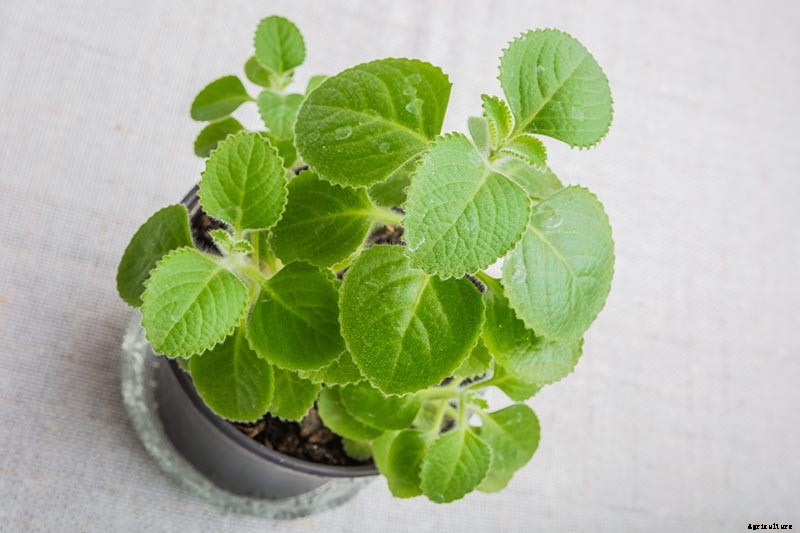 Tips for Growing Cuban Oregano in Your Indoor Kitchen Garden