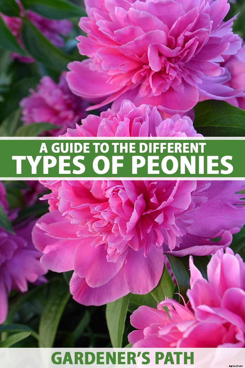 Understanding Different Types of Peony Flowers