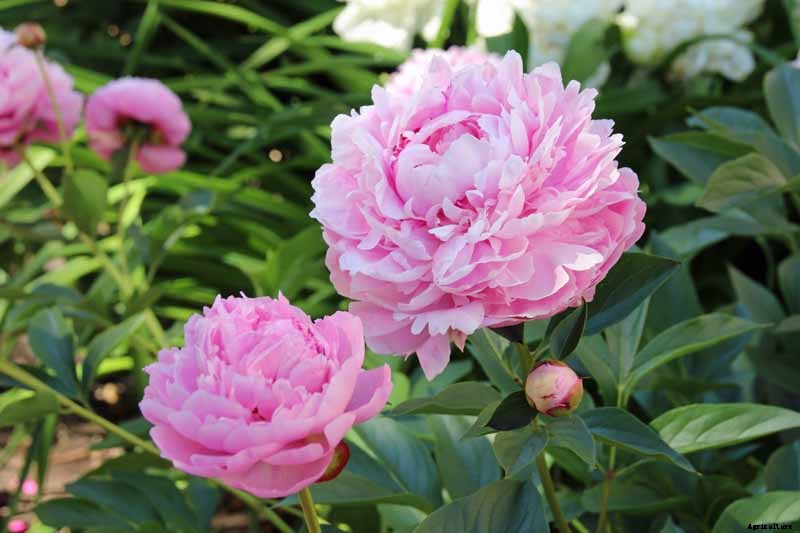 Understanding Different Types of Peony Flowers
