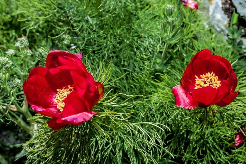 Understanding Different Types of Peony Flowers