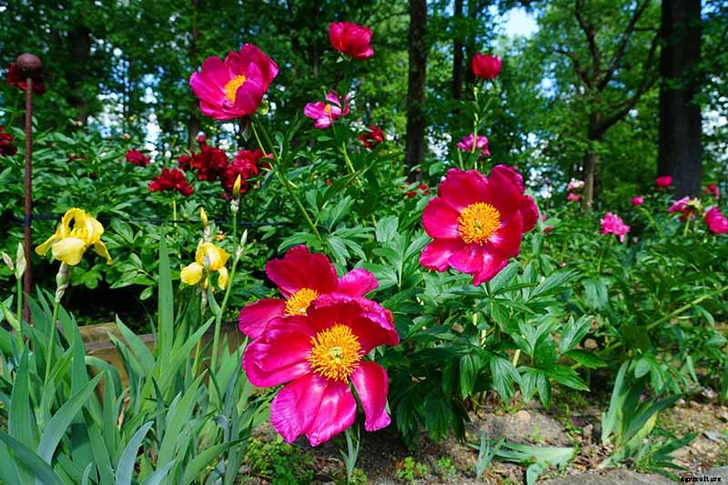 Understanding Different Types of Peony Flowers