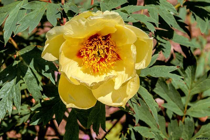 Understanding Different Types of Peony Flowers