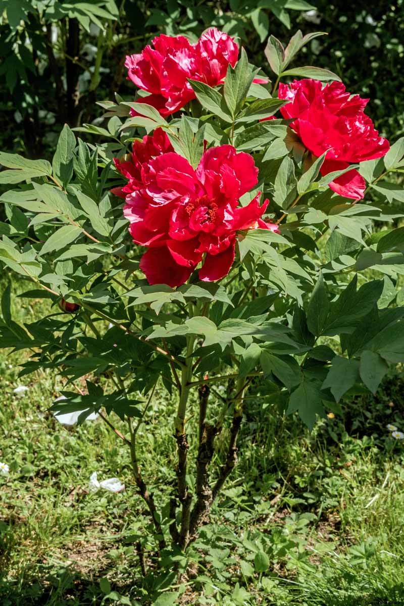 Understanding Different Types of Peony Flowers