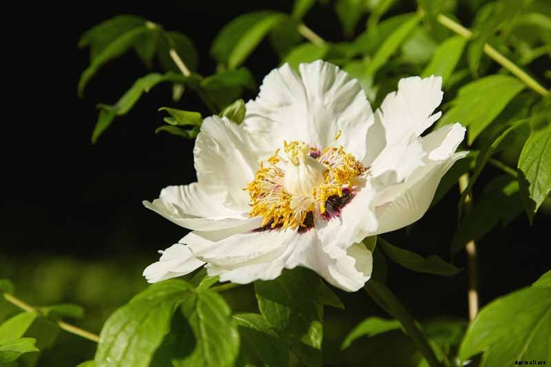 Understanding Different Types of Peony Flowers
