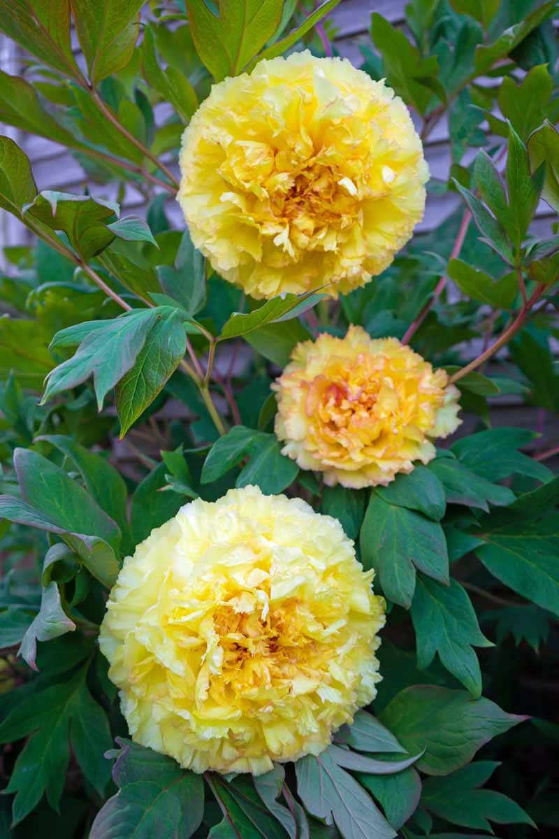 Understanding Different Types of Peony Flowers