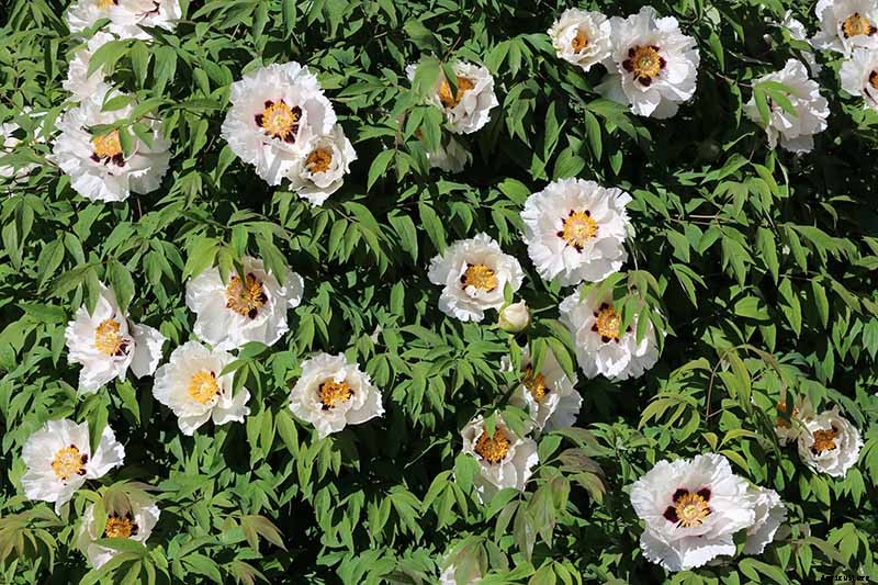 Understanding Different Types of Peony Flowers
