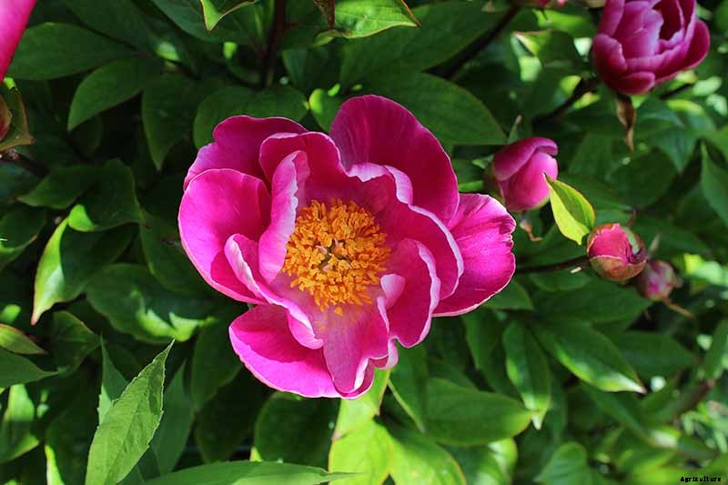 Understanding Different Types of Peony Flowers
