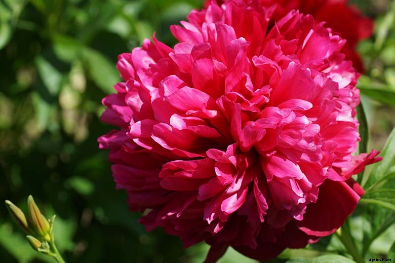Understanding Different Types of Peony Flowers