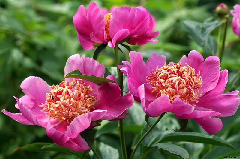 Understanding Different Types of Peony Flowers