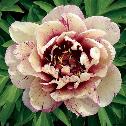 Understanding Different Types of Peony Flowers