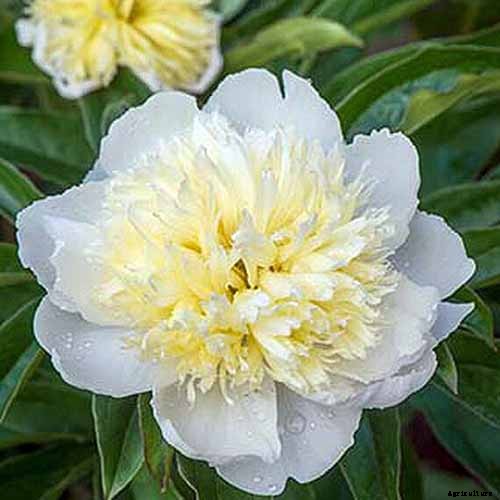 Understanding Different Types of Peony Flowers