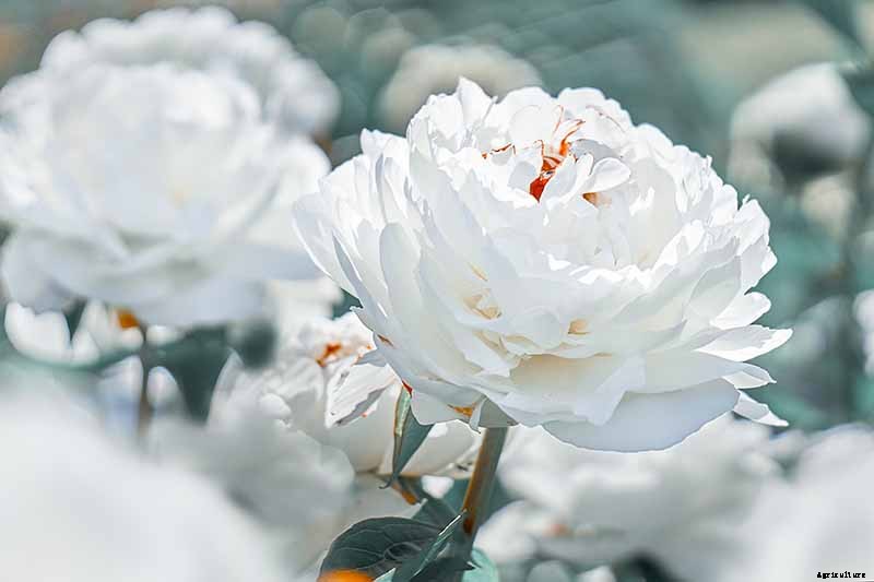 Understanding Different Types of Peony Flowers