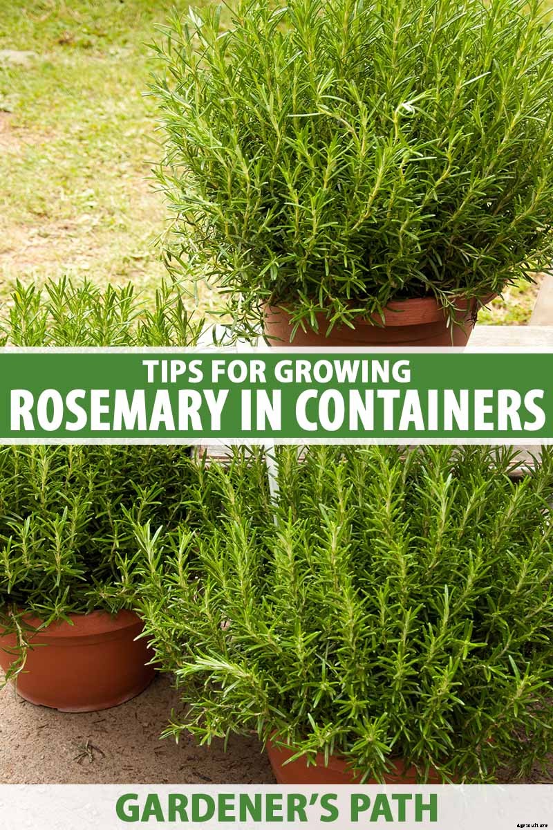 Tips for Growing Rosemary in Containers