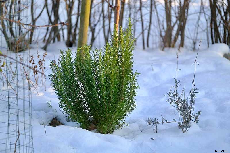 Tips for Growing Rosemary in Containers