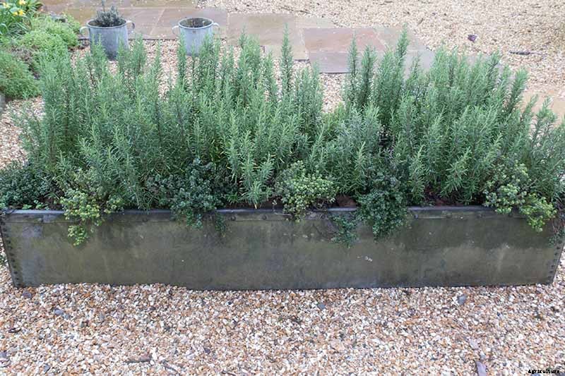 Tips for Growing Rosemary in Containers