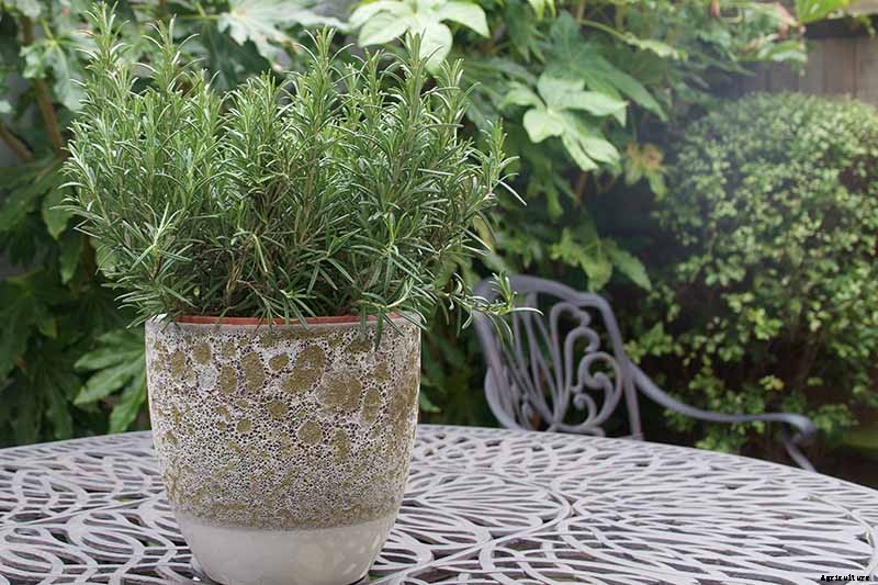 Tips for Growing Rosemary in Containers
